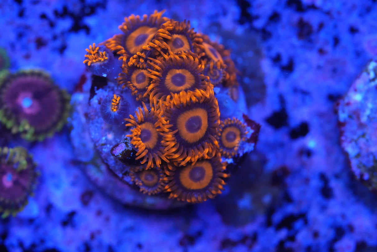 ZOA