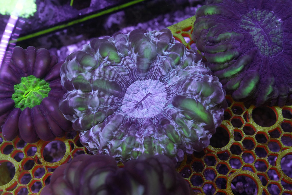 Stain glass cynarina