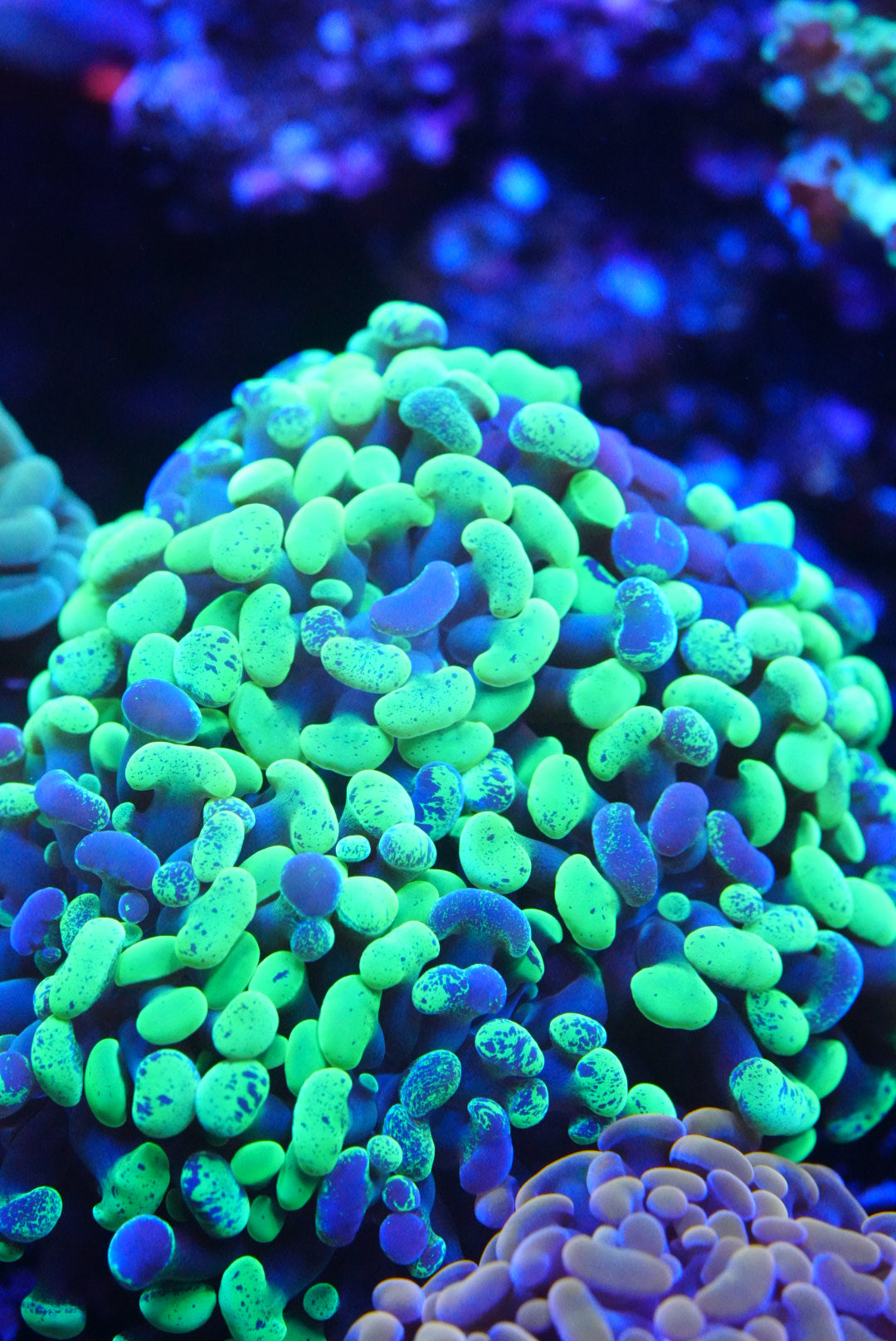 Mutant branching Hammer