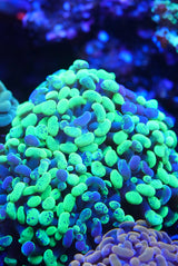 Mutant branching Hammer