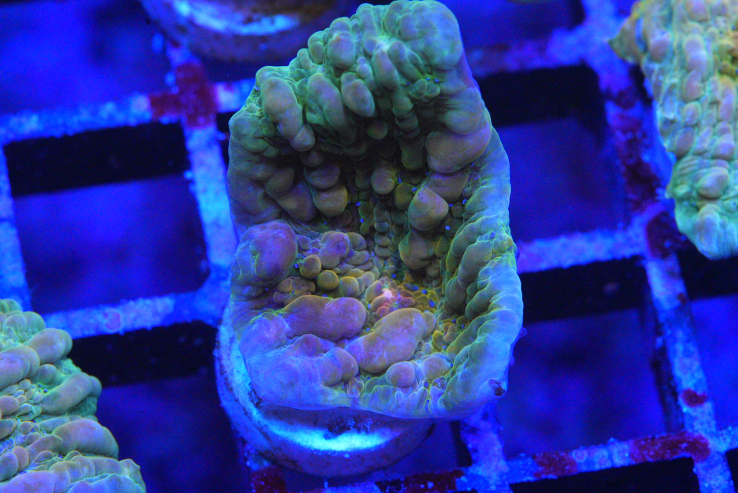 COSMIC CANDY CHALICE