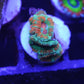 Rainbow Acan