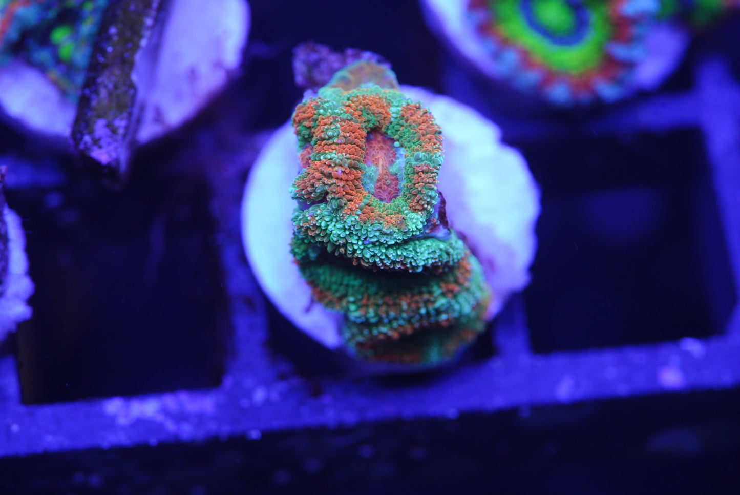 Rainbow Acan