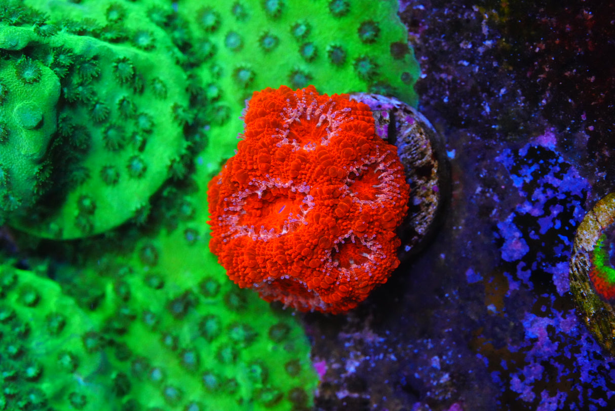 TMC cultured acan