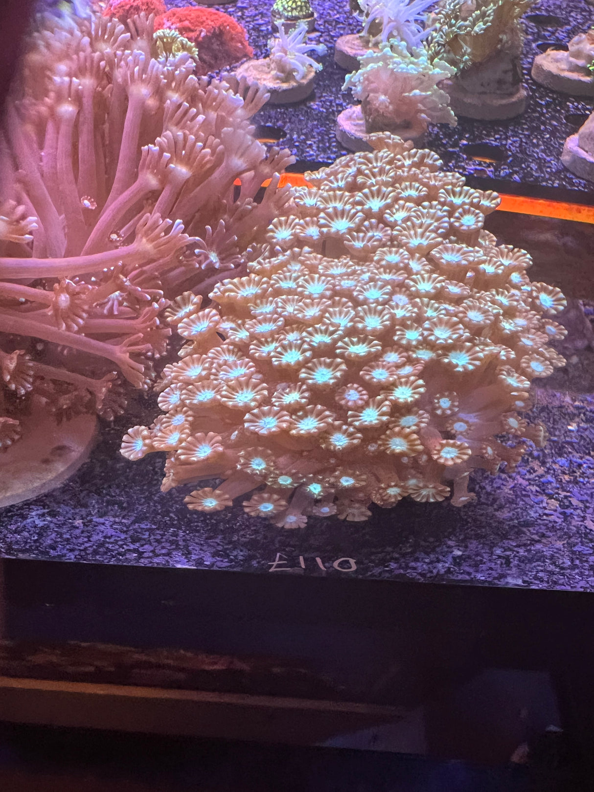 Large ultra Alveopora colonie