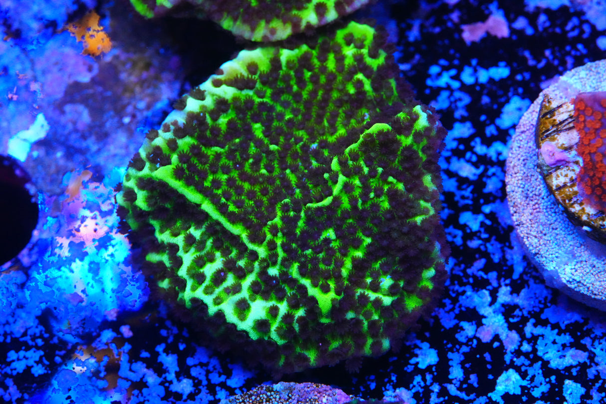 MONITPORA CONFUSA