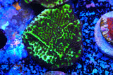 MONITPORA CONFUSA