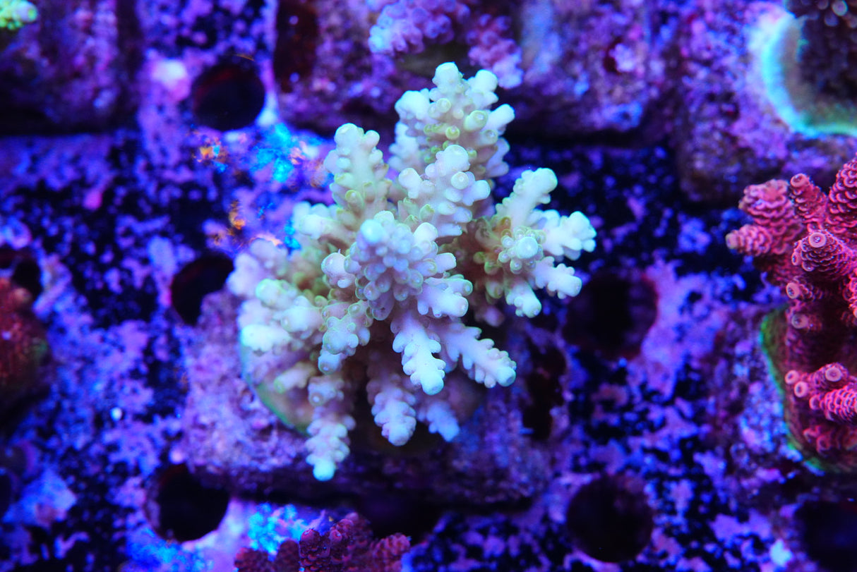 Acropora