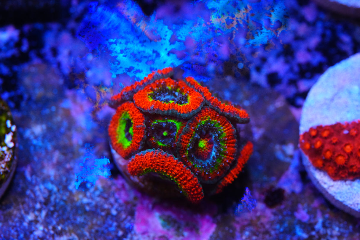 Holygrail micromussa