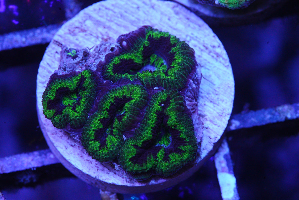 acan