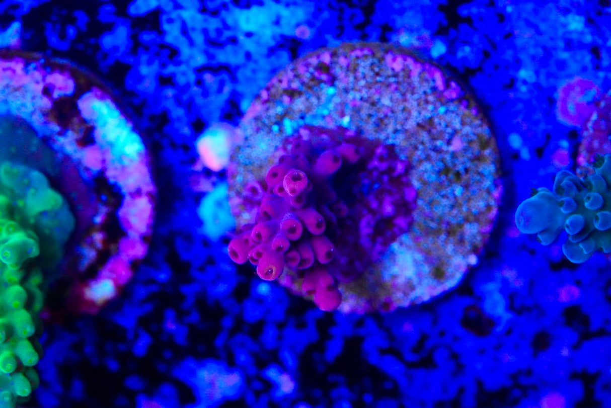 Acropora frag