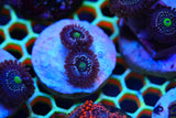 BLUE LAGOONS