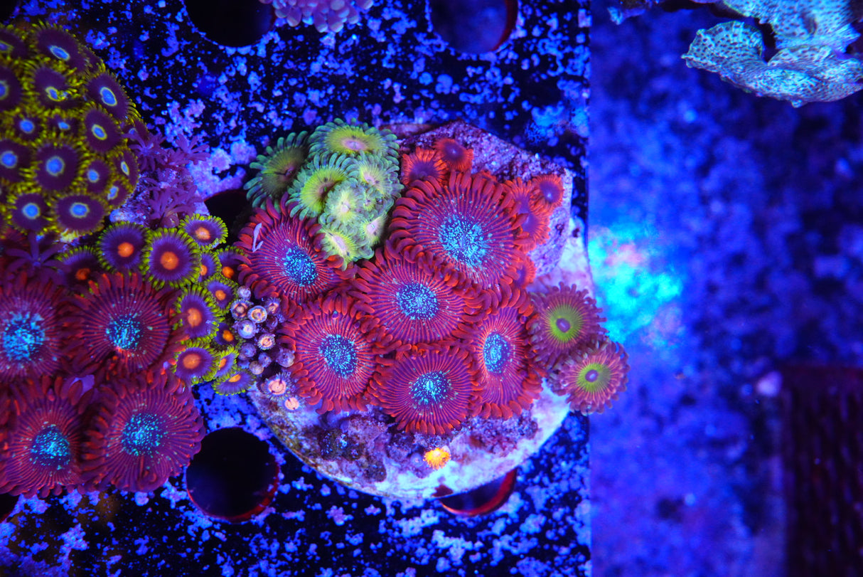ZOA colony