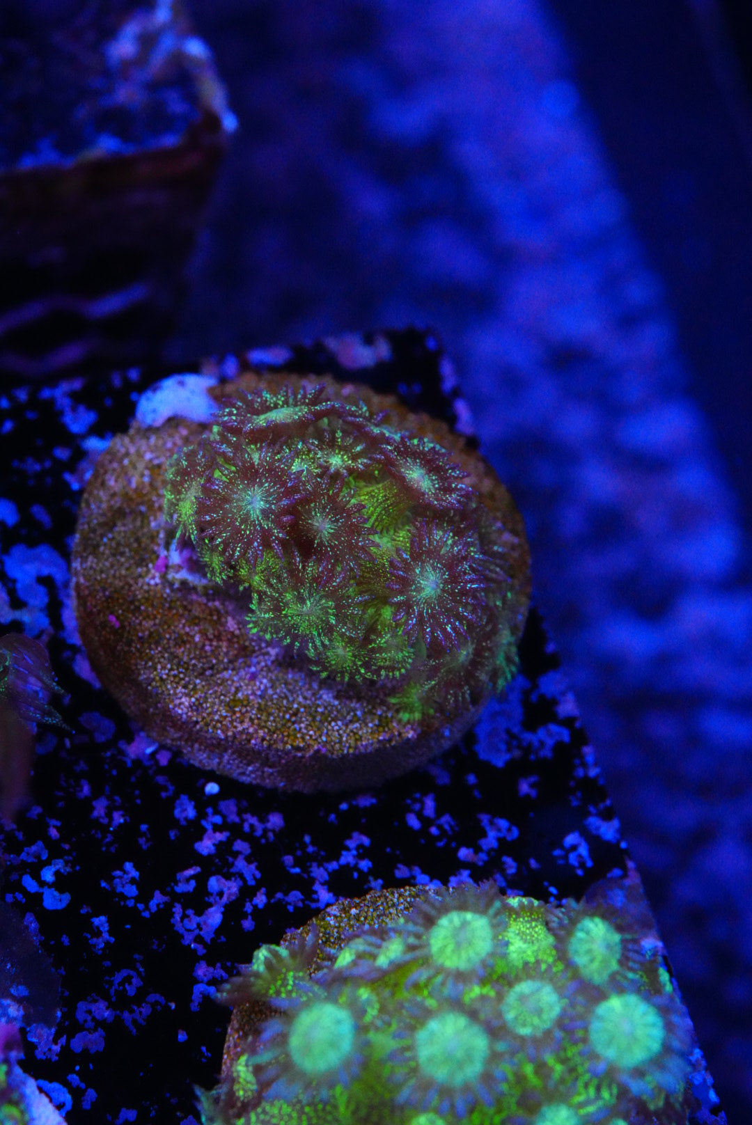 Glitterbomb glitter goniopora