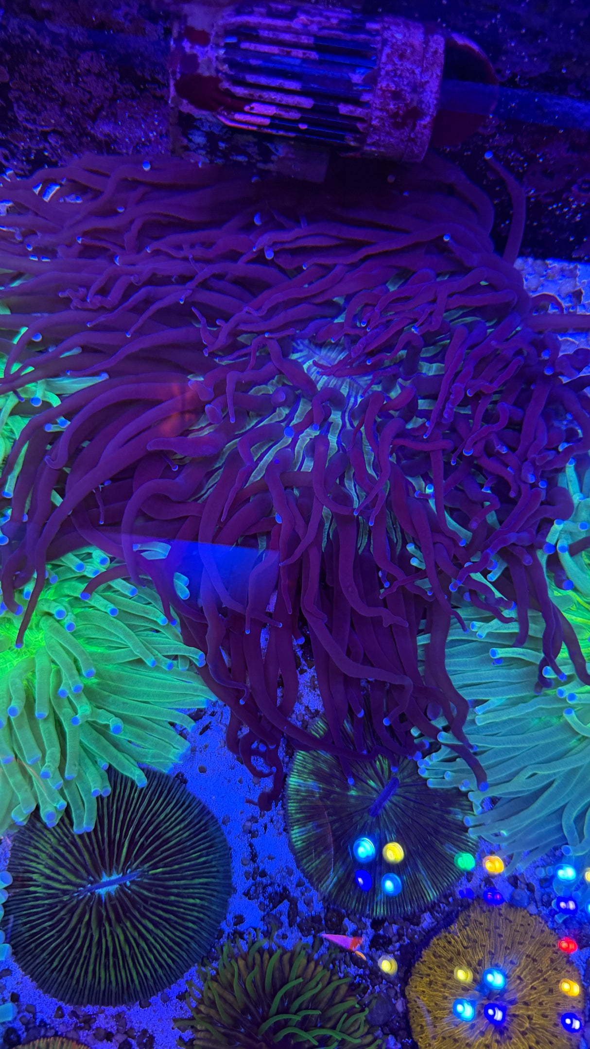 Long Fungia plate coral