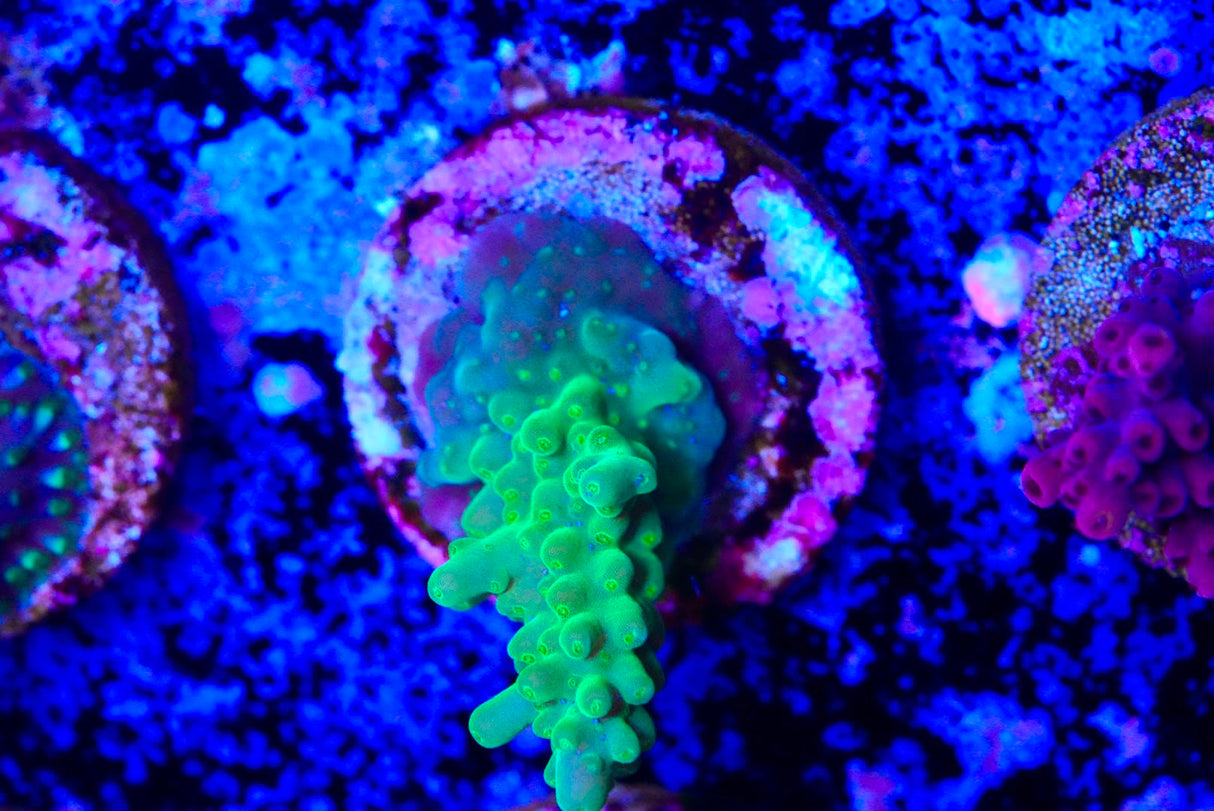 Acropora frag