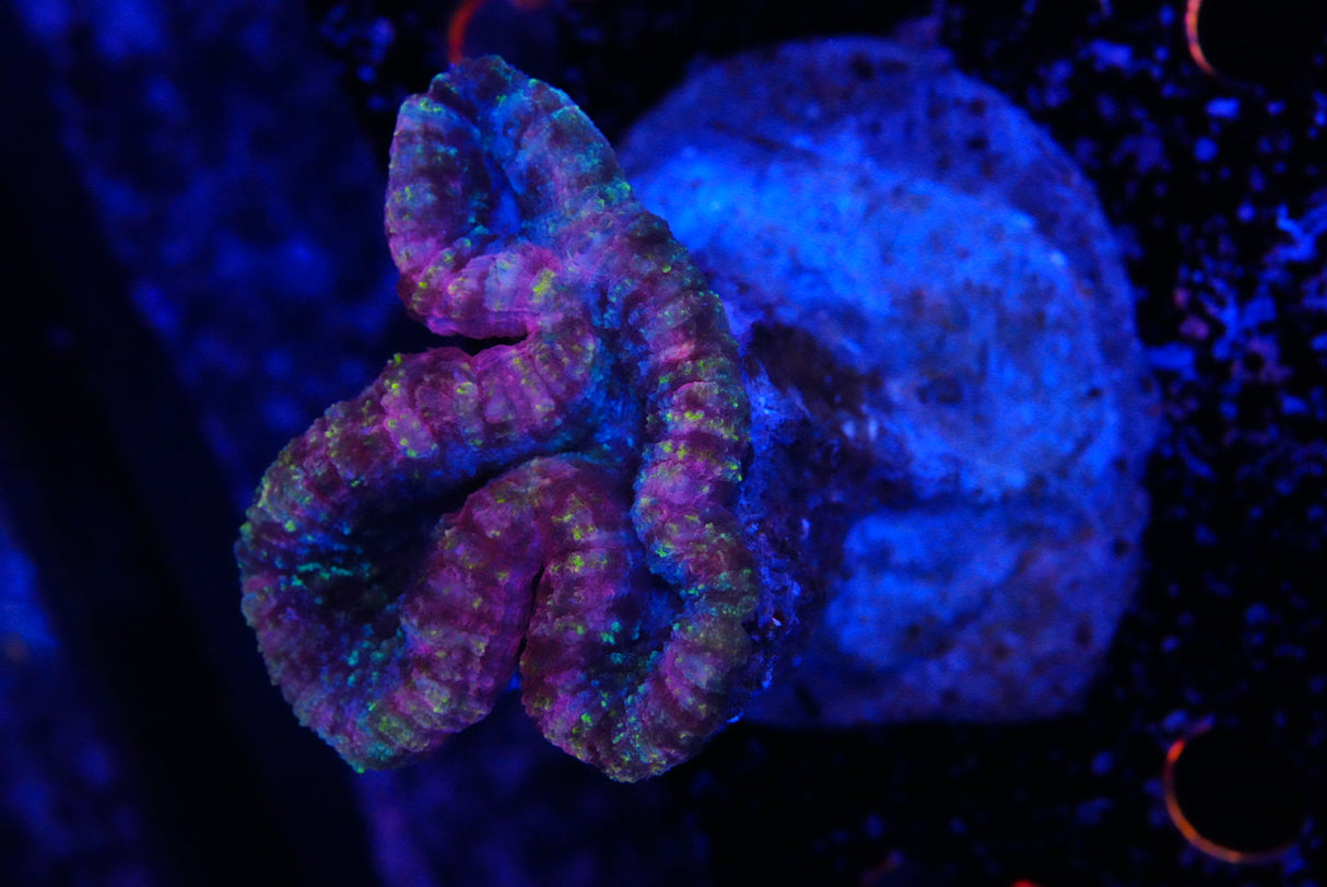 lobophyllia