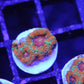 Rainbow Acan