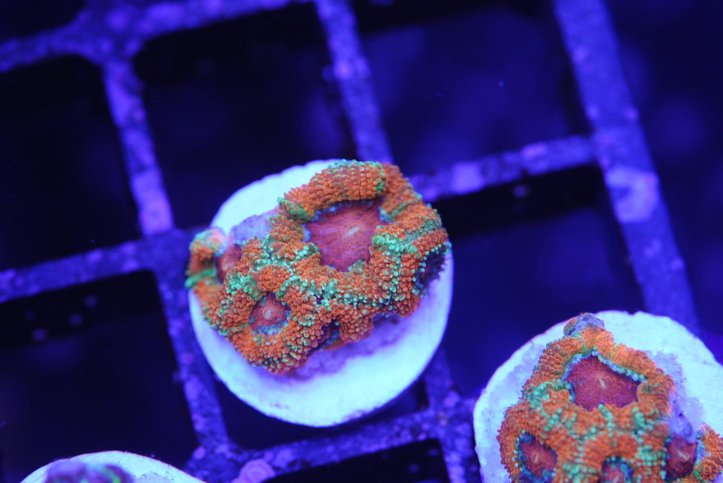 Rainbow Acan