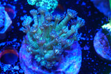 Glitter Goniopora mini colony