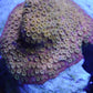 24k cyphastrea