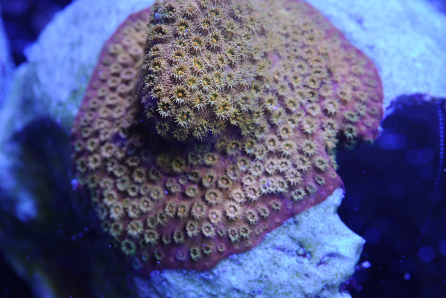 24k cyphastrea