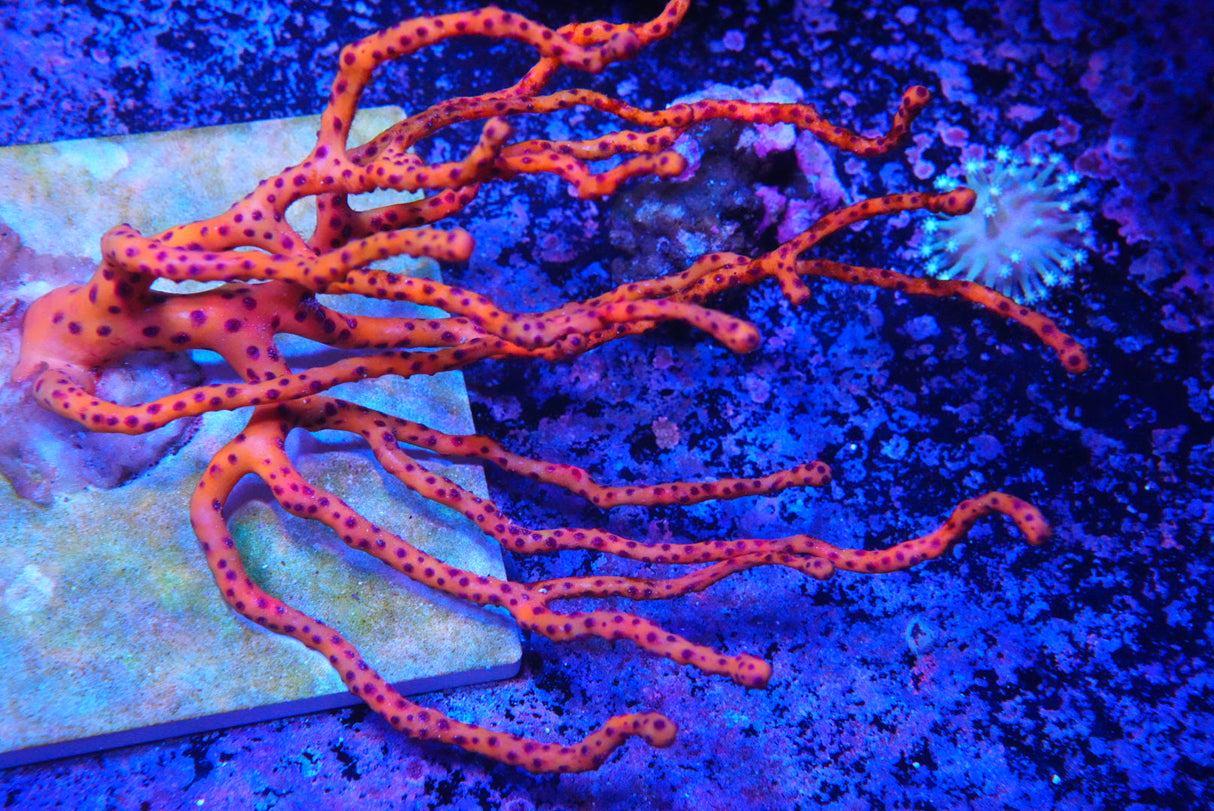 Orange Finger Gorgonia