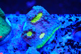Jelly bean Chalice frags