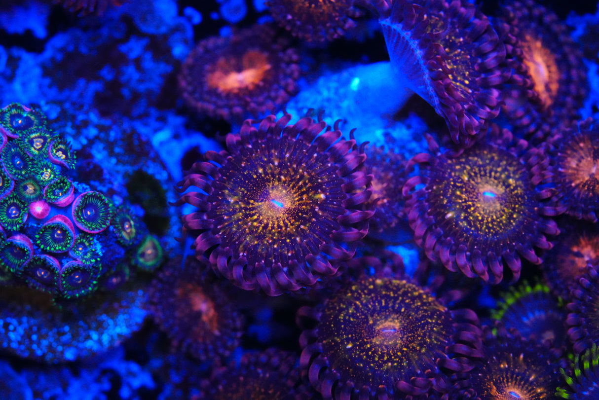 Pandora ZOA
