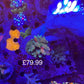 Amazing Sps colonies bundle