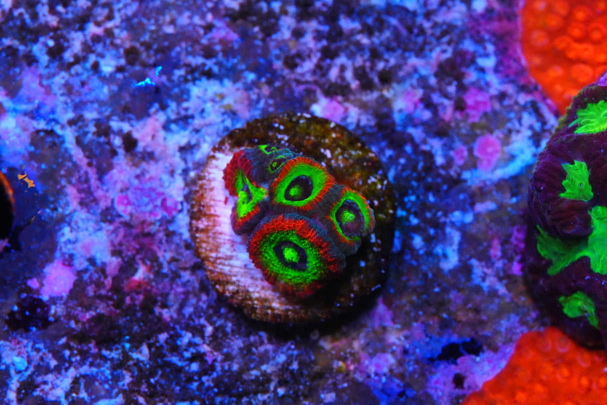 Holygrail micromussa