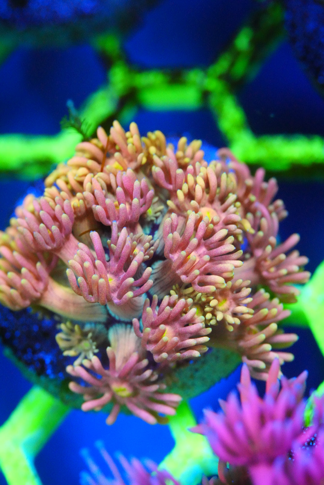 Ultra/rainbow Goniopora