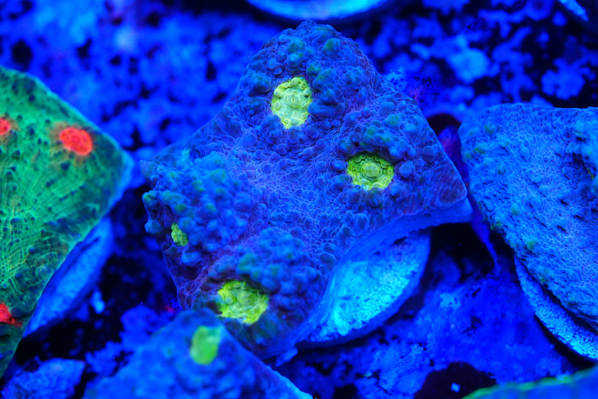 Jelly bean Chalice frags