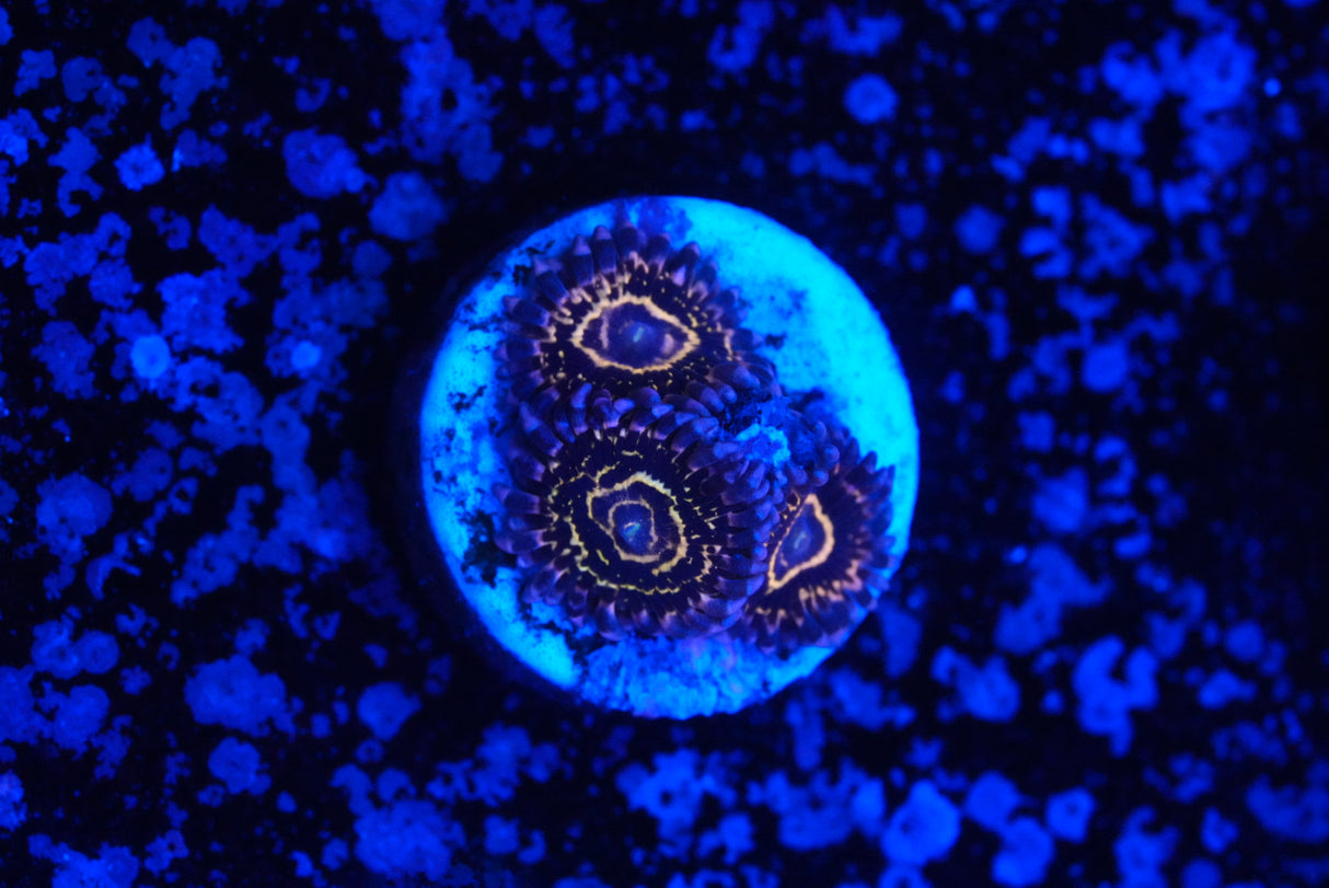 stratosphere zoa
