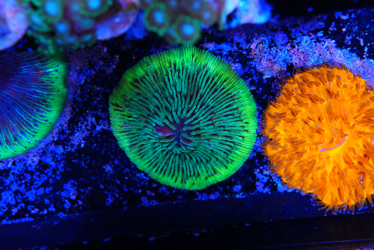 Fungia plate coral