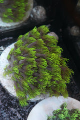 goniopora colony