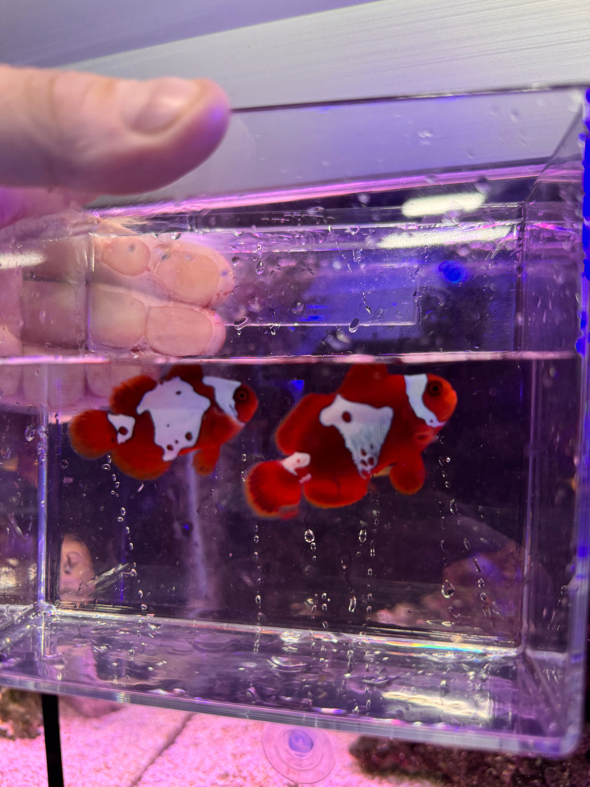 Lighting maroon clownfish