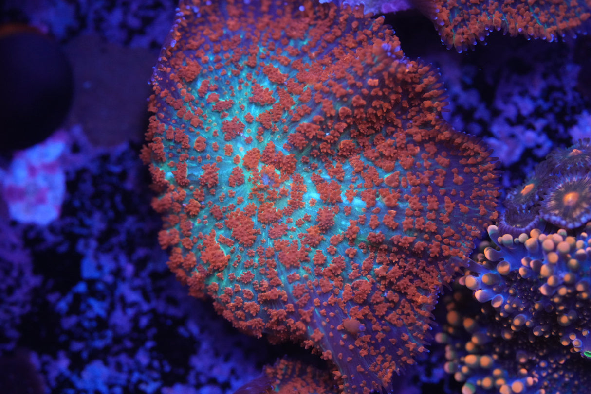 Forest  Fire Mushroom