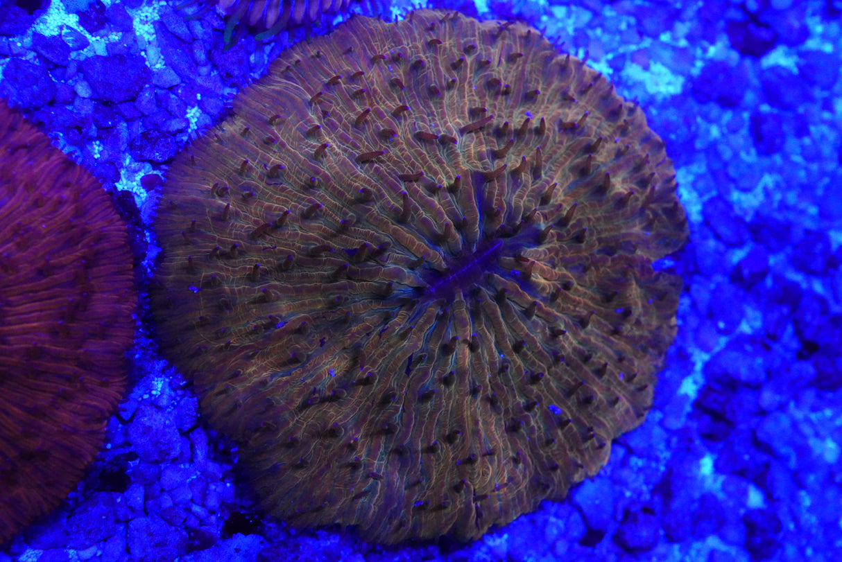 Fungia plate coral