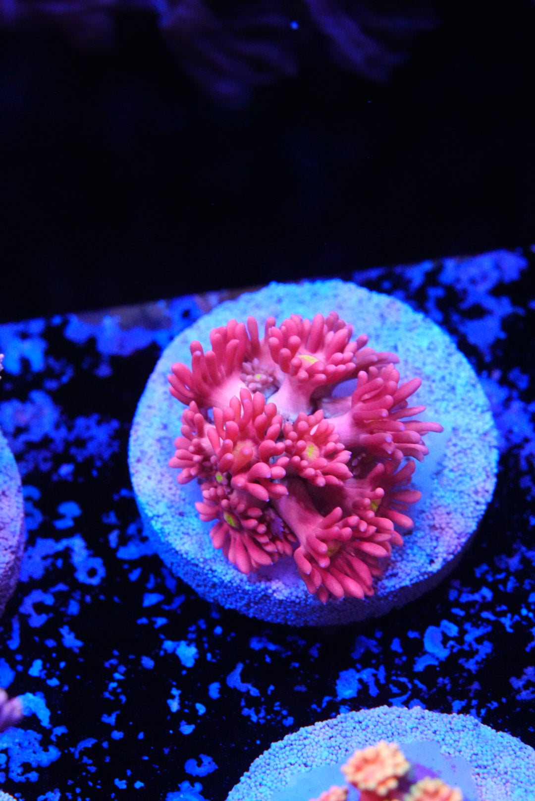 Pink Goniopora