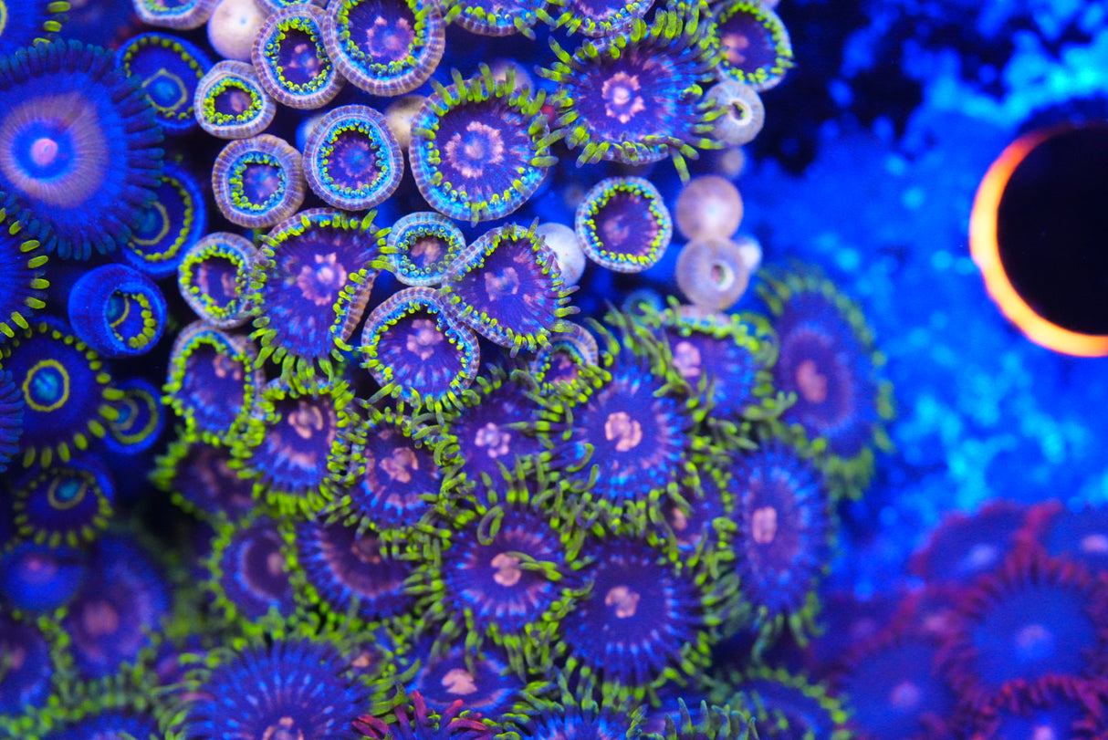 Zoa mix deal!