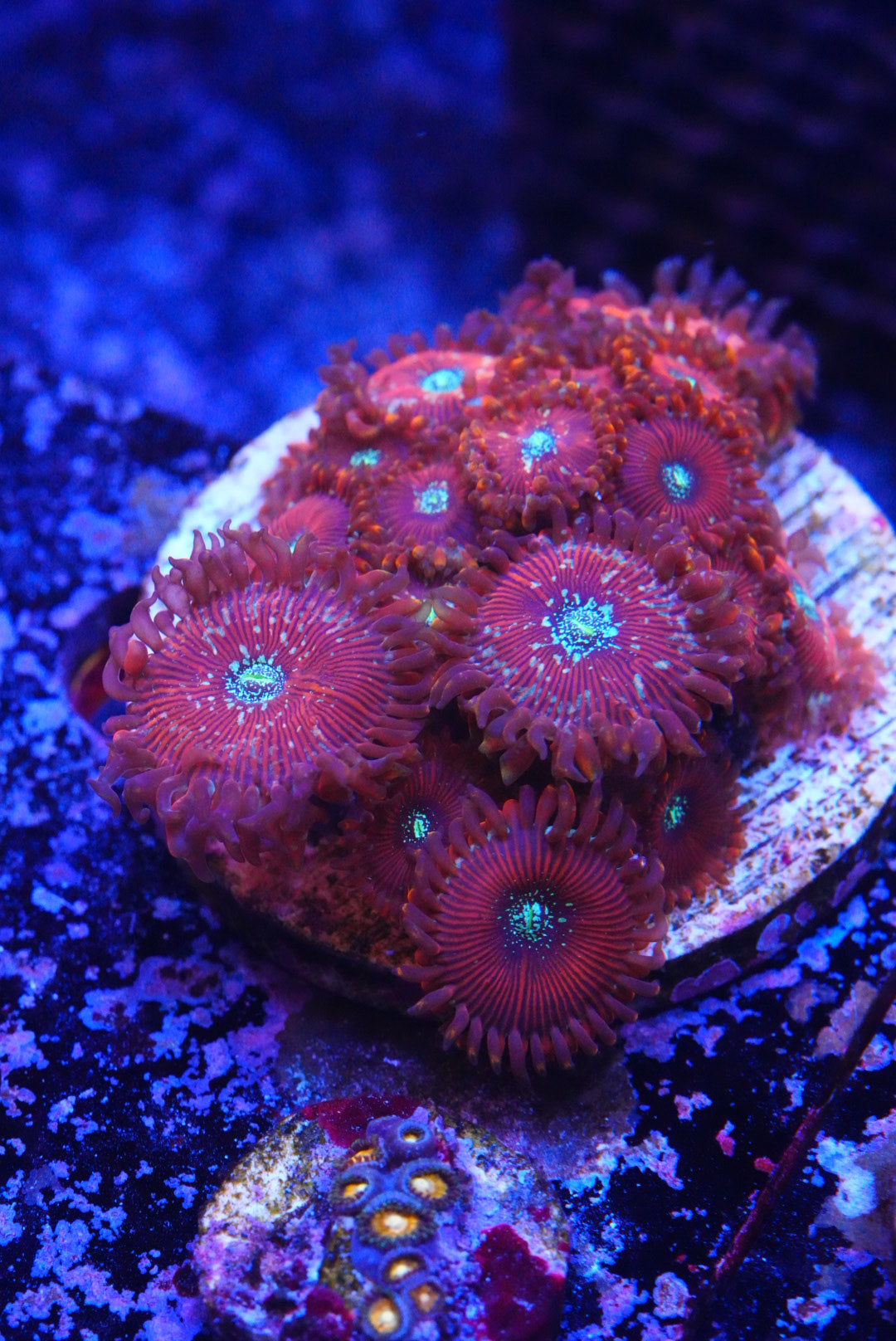 Magician ZOA