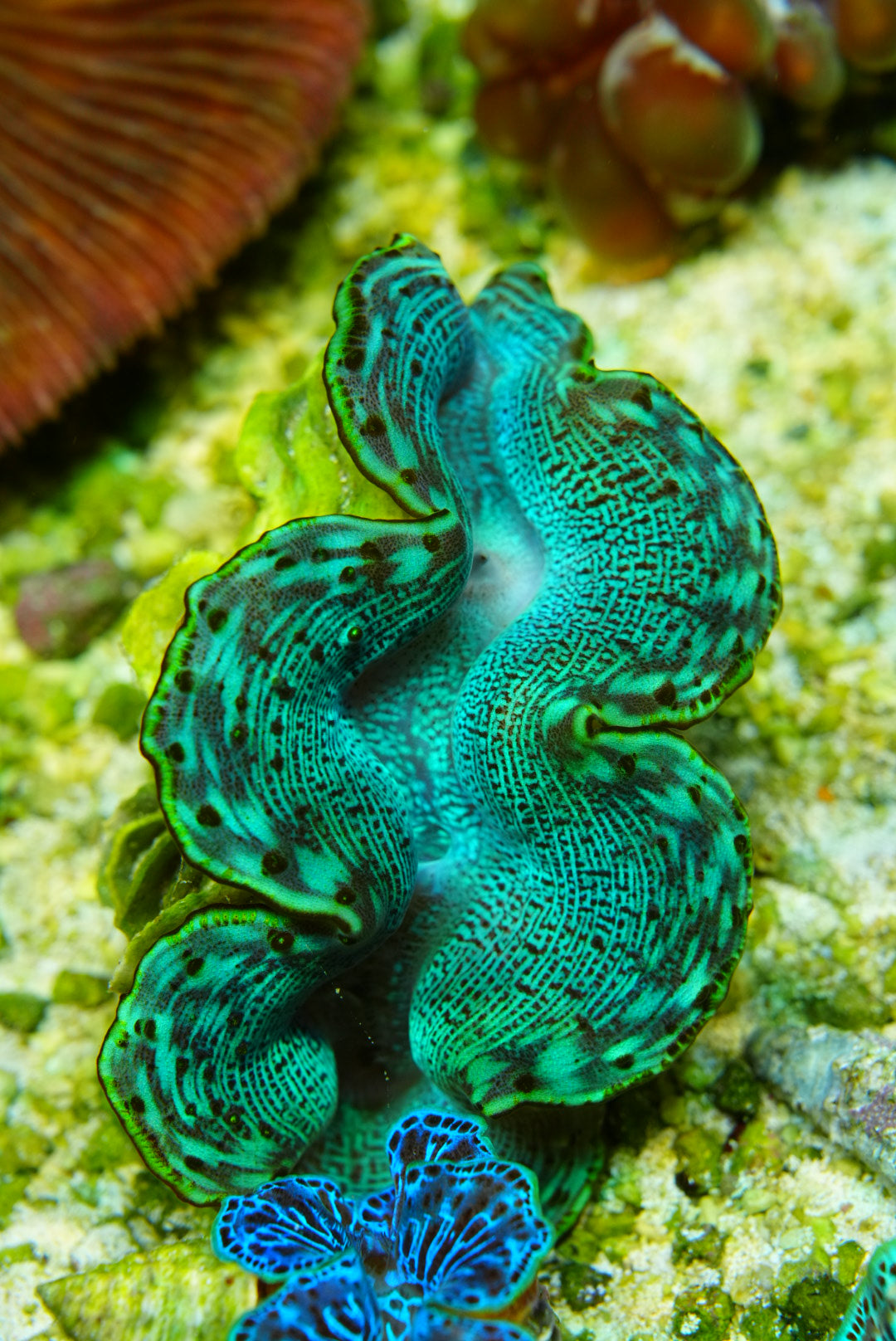 Maxima clam 5 inch