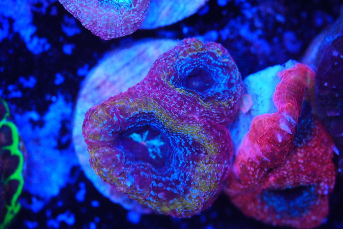 acan bowerbanki