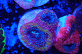 acan bowerbanki