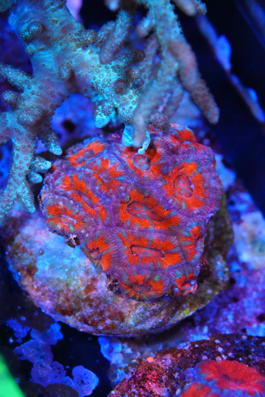 Medium acan colony