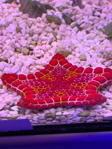 Biscuit starfish
