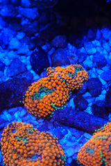 Orange Florida ricordia