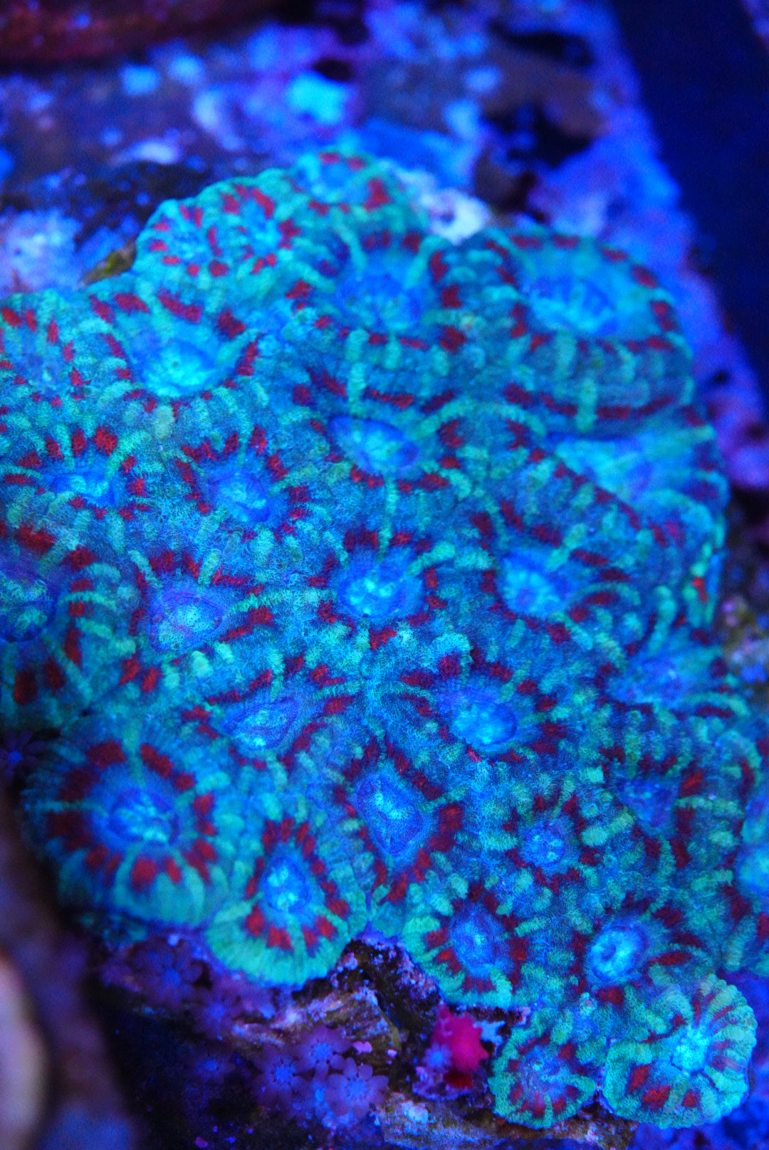 Large acan colony
