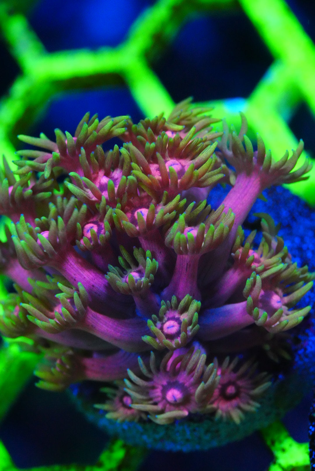 Ultra/rainbow Goniopora